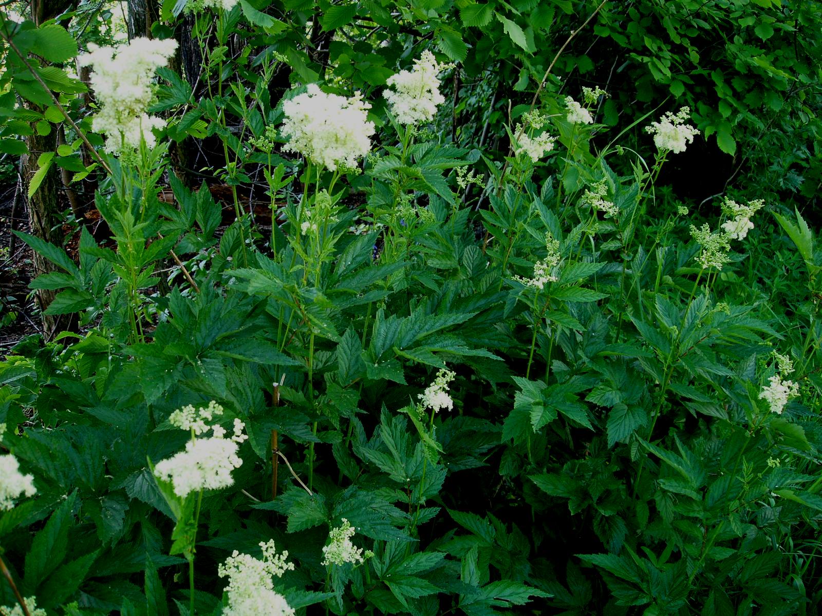 Царица лугов — Лабазник вязолистный (Filipendula ulmaria) – Народные проекты